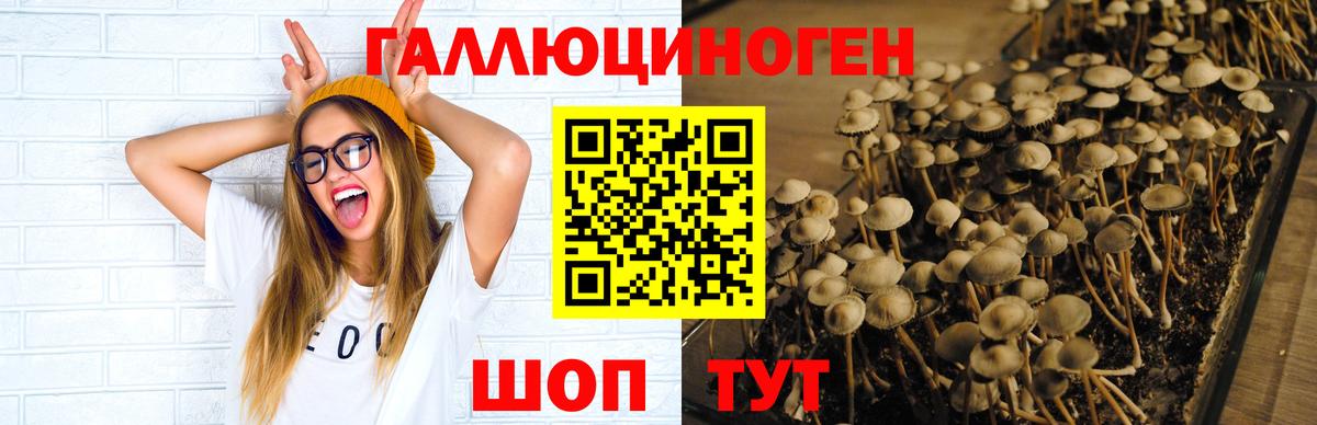 Псилоцибиновые грибы Cubensis Бугуруслан